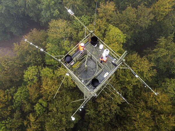 Toux à flux en forêt