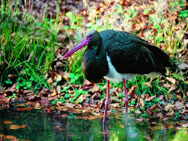 Cigogne