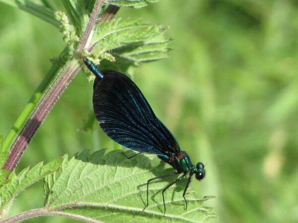 Insectes autour du CMHM