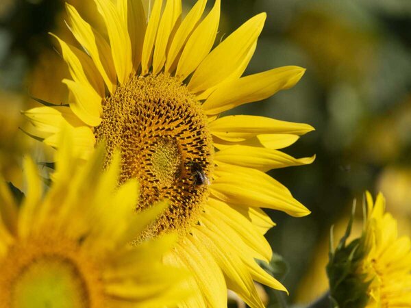 Tournesol autour du Centre de Meuse/Haute-Marne