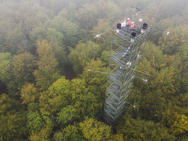 Toux à flux en forêt