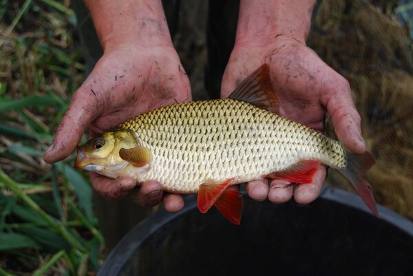 Poisson